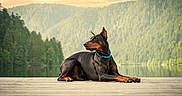 Amando a rejoint le concours — aidez-le/la à gagner de superbes lots ! animal, calm, canine, collar, doberman, dock, dog, forest, lake, landscape, mountains, nature, outdoor, pet, quiet, relaxing, scenic, sunset, trees, water