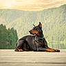 animal, calm, canine, collar, doberman, dock, dog, forest, lake, landscape, mountains, nature, outdoor, pet, quiet, relaxing, scenic, sunset, trees, water