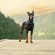 Amando participe au concours pour gagner de l'argent avec cette photo : animal, canine, doberman, dock, dog, forest, greenery, lake, landscape, nature, outdoor, peaceful, pet, reflection, serene, sky, standing, sunset, trees, water
