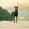 animal, canine, doberman, dock, dog, forest, greenery, lake, landscape, nature, outdoor, peaceful, pet, reflection, serene, sky, standing, sunset, trees, water