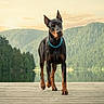 Amando a rejoint le concours — aidez-le/la à gagner de superbes lots ! animal, canine, collar, doberman, dock, dog, forest, lake, landscape, majestic, nature, outdoor, peaceful, pet, scenery, sky, sunset, trees, walking, water