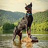 Amando a rejoint le concours — aidez-le/la à gagner de superbes lots ! animal, canine, clouds, collar, doberman, dog, forest, greenery, lake, landscape, majestic, nature, outdoor, pet, reflection, rock, sky, standing, sunset, water