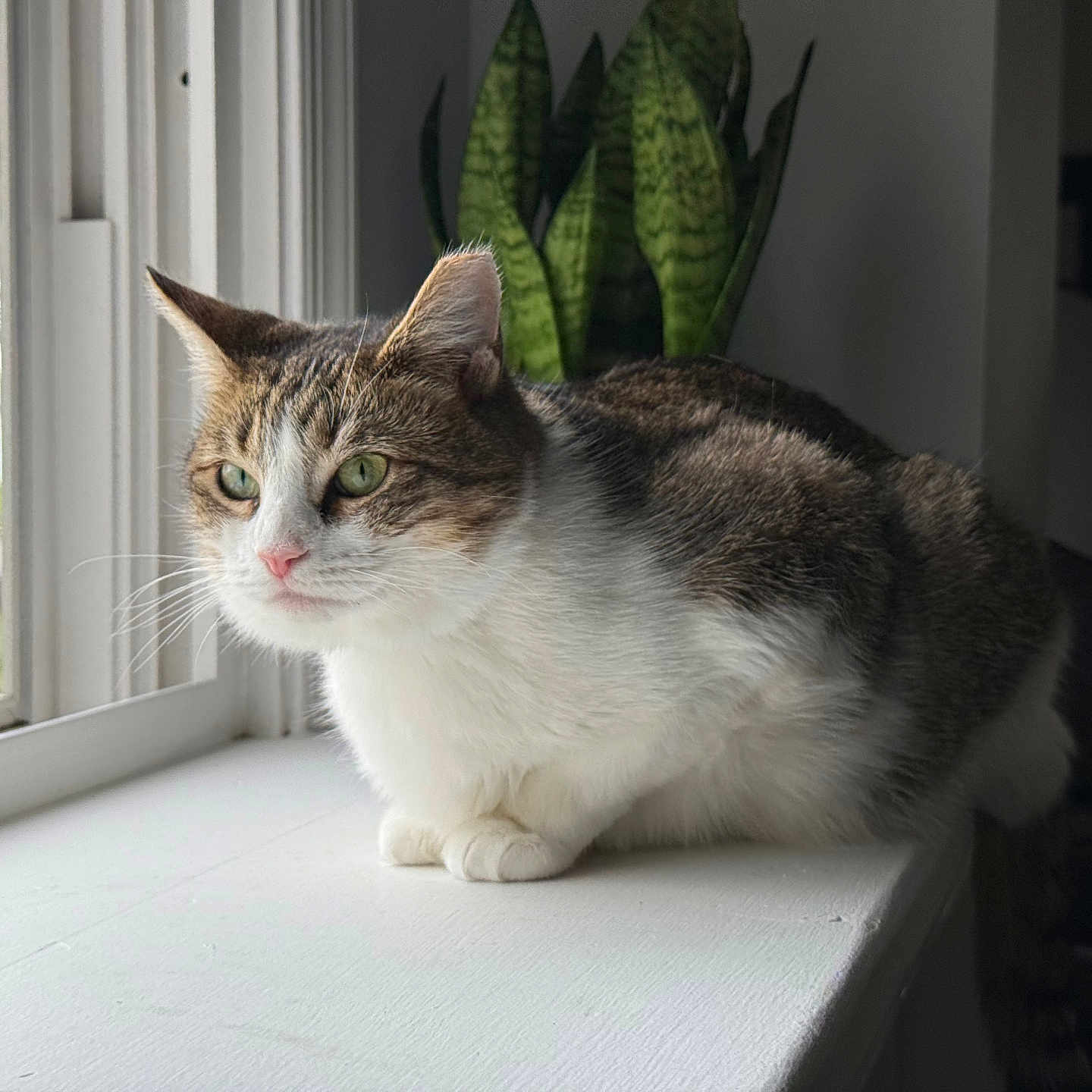 Cali joined the competition — help win amazing prizes! abyssinian, angora, animal, cat, kitten, manx, pet, window, windowsill