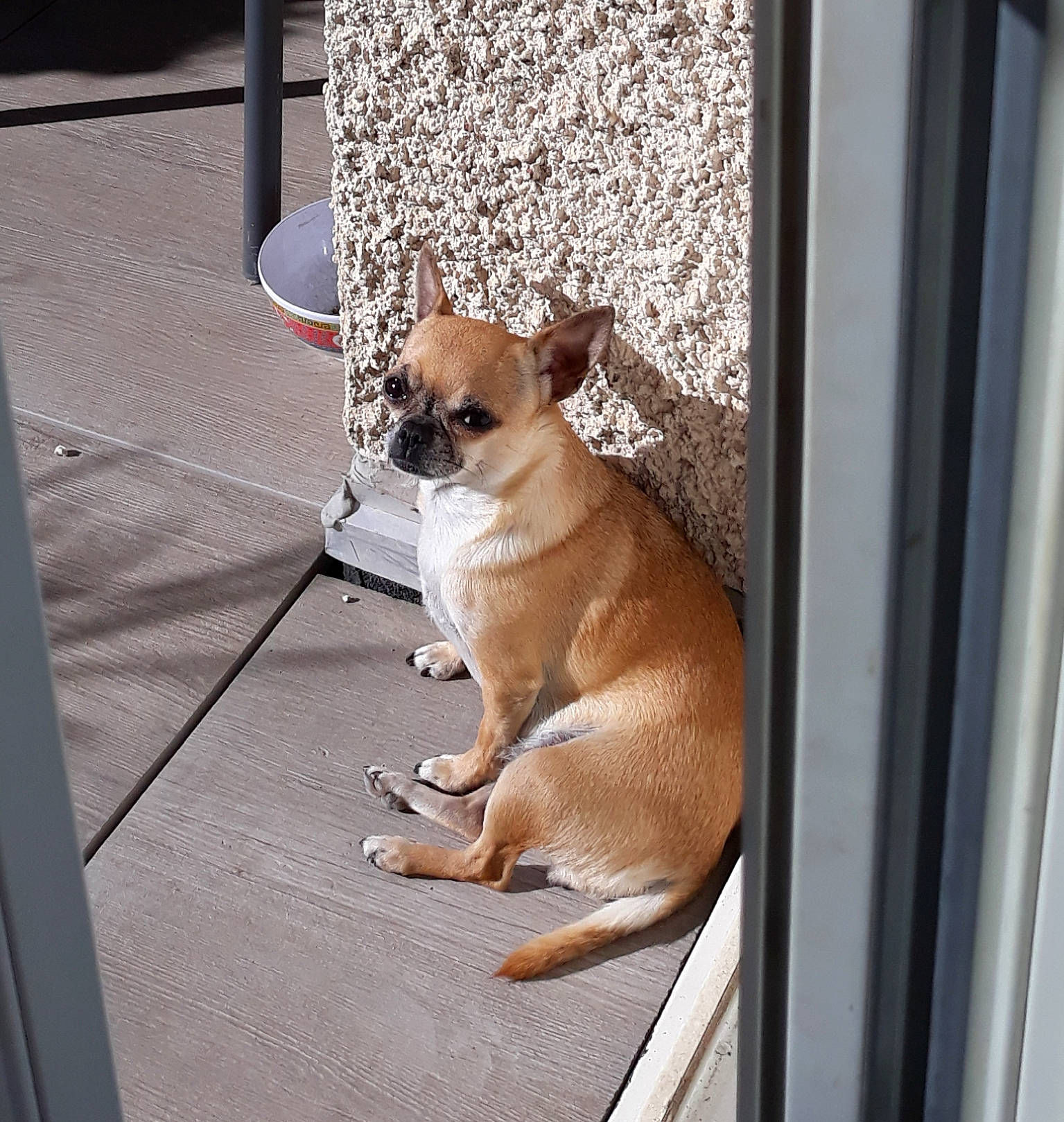 Oxy a rejoint le concours — aidez-le/la à gagner de superbes lots ! carnivore, chihuahua, collar, comfort, companion_dog, dog, dog_breed, dog_collar, dog_supply, fawn, flooring, paw, pet_supply, snout, sporting_group, tail, toy_dog, whiskers, wood, working_animal