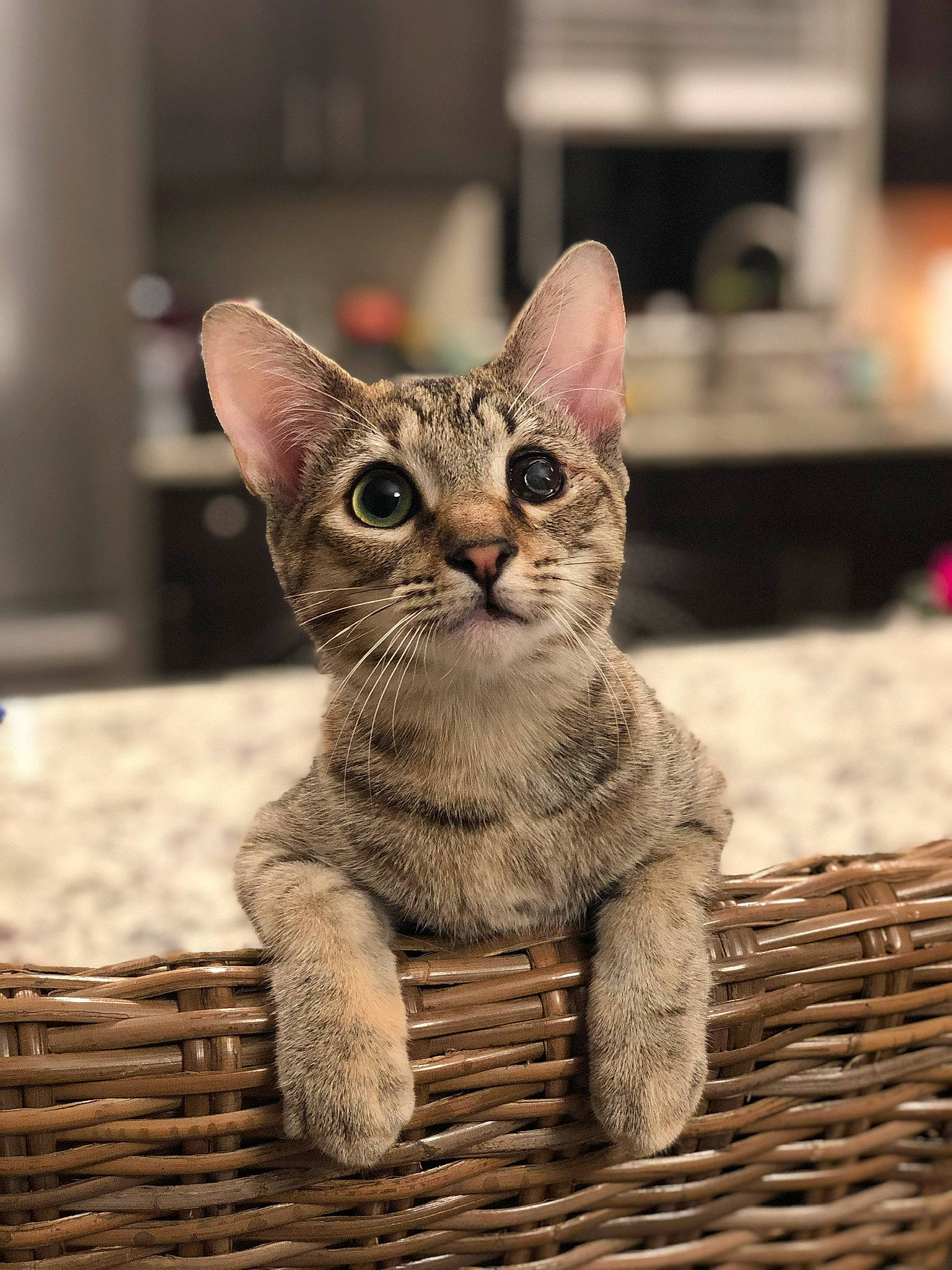 Charlie is registered to the contest to win money with this photo: art, carnivore, cat, claw, domestic_short_haired_cat, fawn, felidae, fur, paw, sitting, small_to_medium_sized_cats, snout, tail, terrestrial_animal, whiskers, wildlife, wood