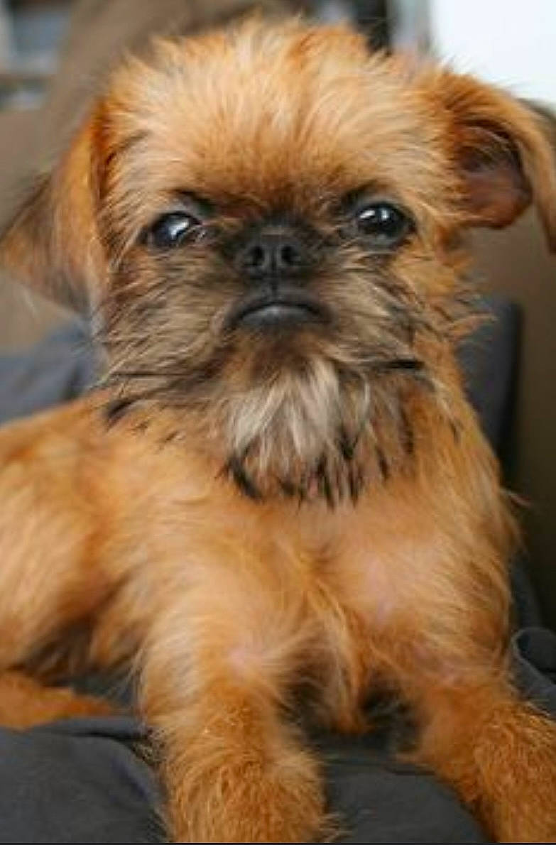 Frijda is registered to the contest to win money with this photo: canidae, carnivore, companion_dog, dog, dog_breed, fawn, fur, grass, liver, maltepoo, natural_material, puppy, shih_tzu, snout, sporting_group, terrestrial_animal, terrier, toy_dog, whiskers, yorkipoo