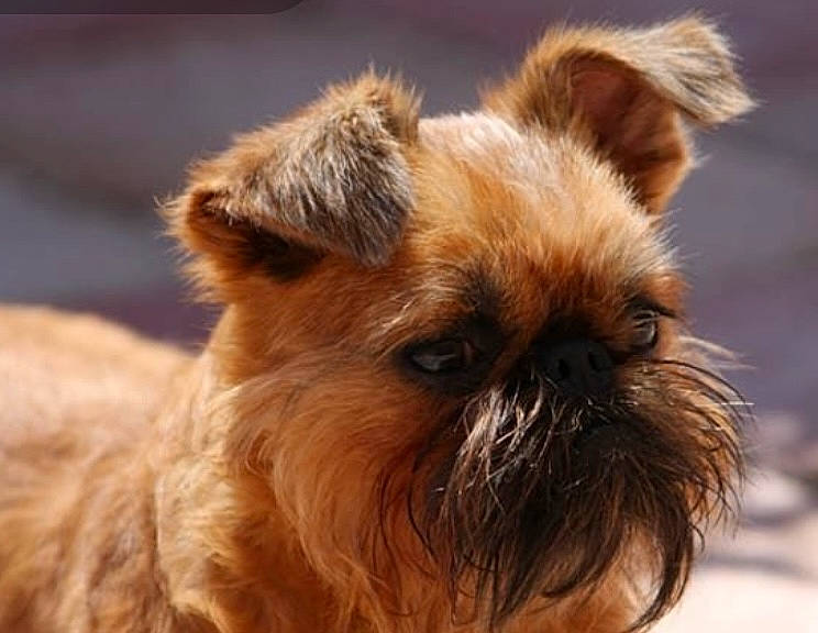 Frijda joined the competition — help win amazing prizes! ancient_dog_breeds, canidae, carnivore, close_up, companion_dog, dog, dog_breed, fawn, fur, liver, non_sporting_group, pet_supply, puppy, snout, sporting_group, terrestrial_animal, toy_dog, whiskers, wildlife, working_animal