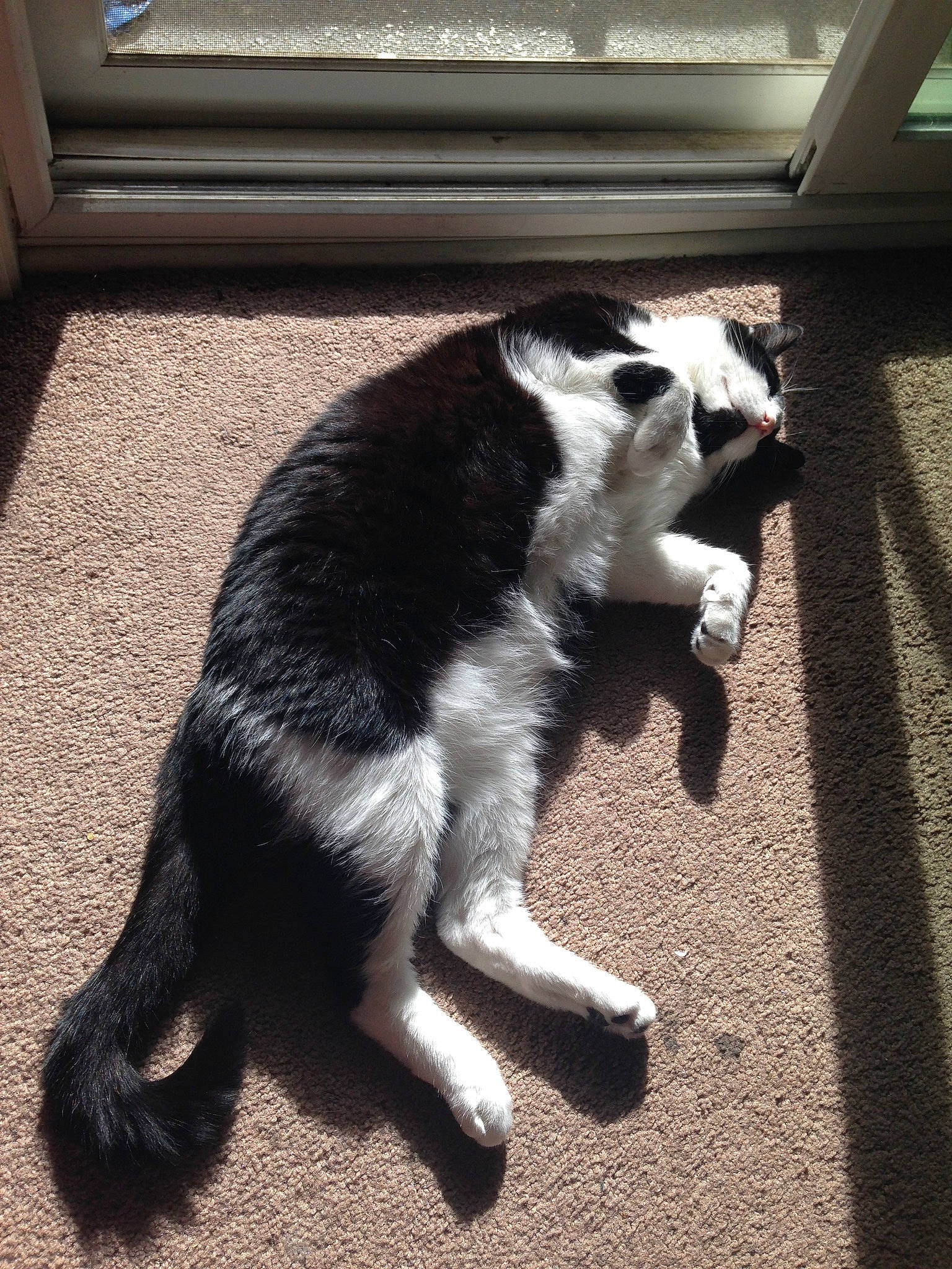 Harrison joined the competition — help win amazing prizes! canidae, carnivore, cat, claw, companion_dog, dog_breed, domestic_short_haired_cat, door, felidae, fur, monochrome_photography, paw, road_surface, small_to_medium_sized_cats, snout, sporting_group, tail, terrestrial_animal, whiskers