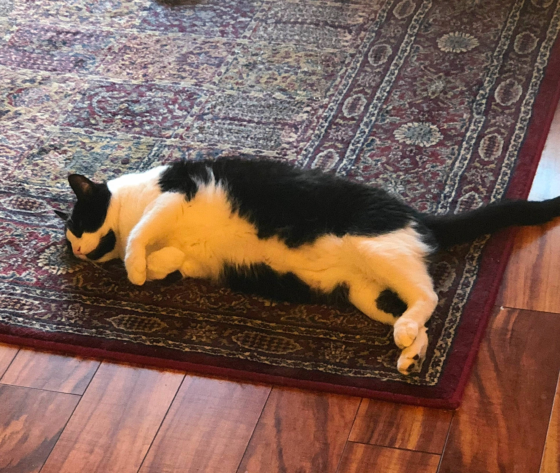 Harrison joined the competition — help win amazing prizes! carnivore, cat, comfort, companion_dog, dog_breed, domestic_short_haired_cat, felidae, floor, flooring, fur, hardwood, laminate_flooring, small_to_medium_sized_cats, snout, sporting_group, table, tail, whiskers, wood, wood_stain