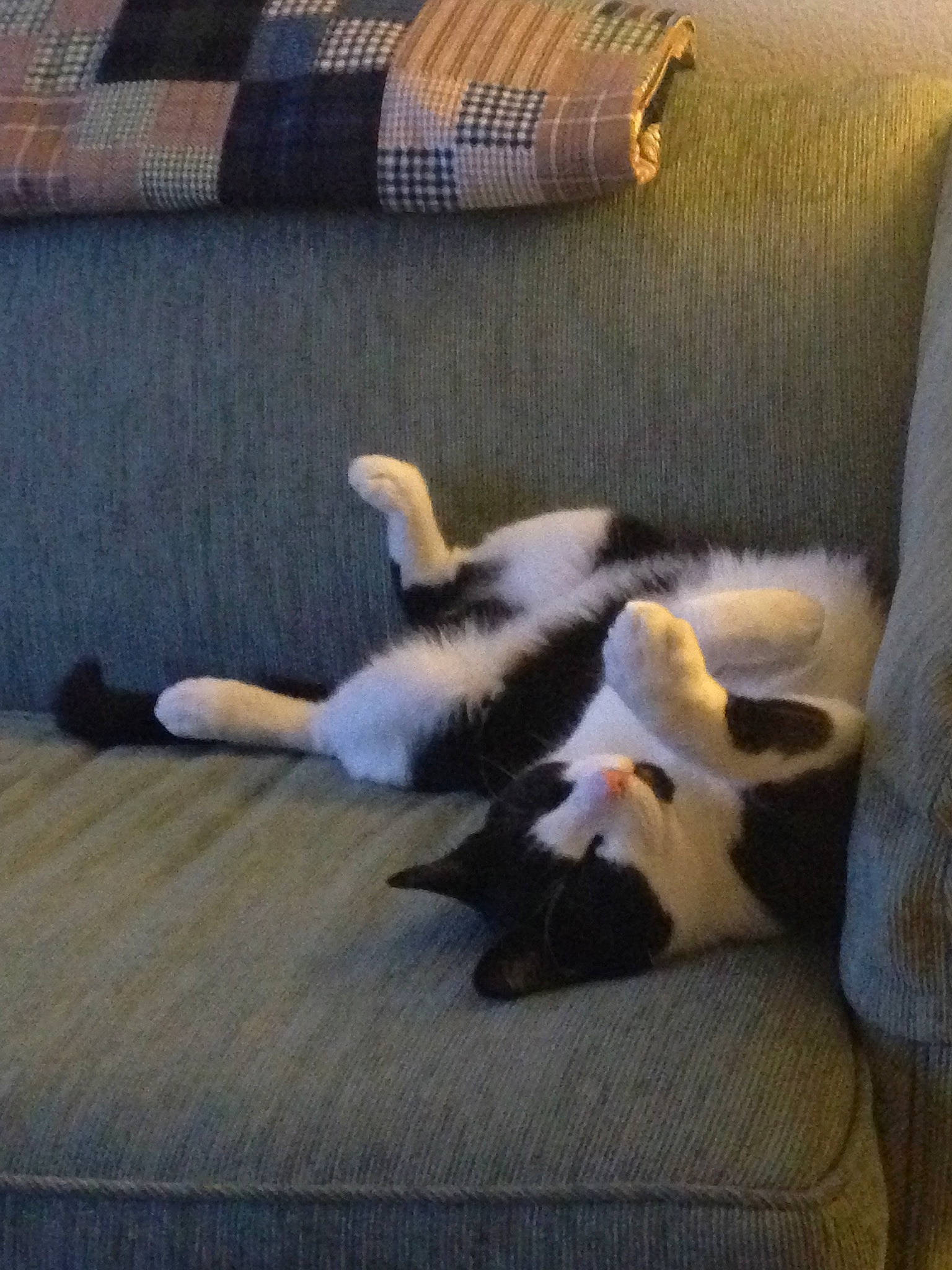 Harrison joined the competition — help win amazing prizes! carnivore, cat, comfort, companion_dog, dog_breed, domestic_short_haired_cat, felidae, flooring, fur, hardwood, linens, pattern, paw, pillow, room, small_to_medium_sized_cats, sporting_group, tail, whiskers, wood