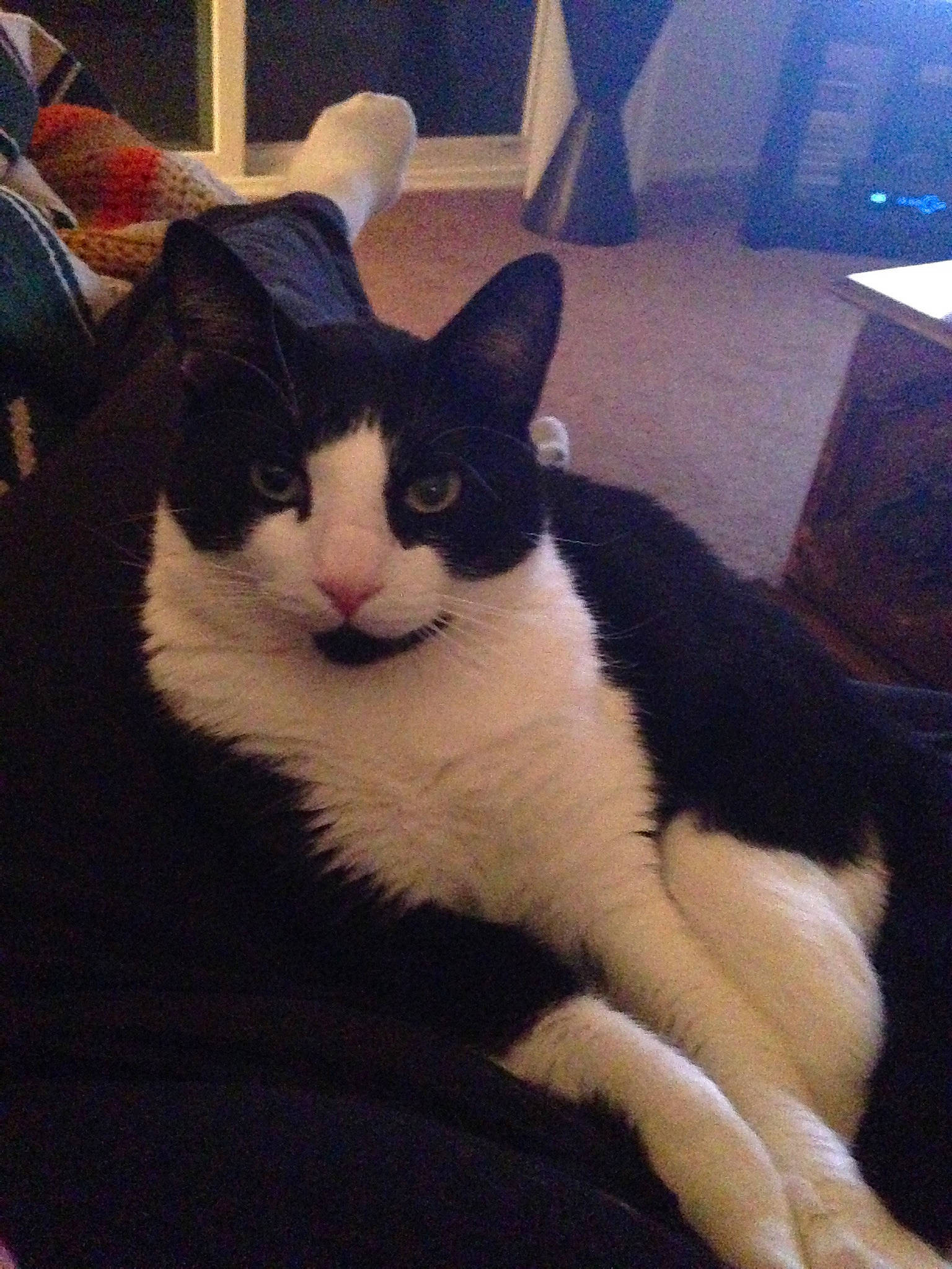 Harrison is registered to the contest to win money with this photo: carnivore, cat, cloud, comfort, domestic_short_haired_cat, felidae, fur, lap, meteorological_phenomenon, nap, paw, sitting, sky, small_to_medium_sized_cats, snout, square, tail, tints_and_shades, whiskers