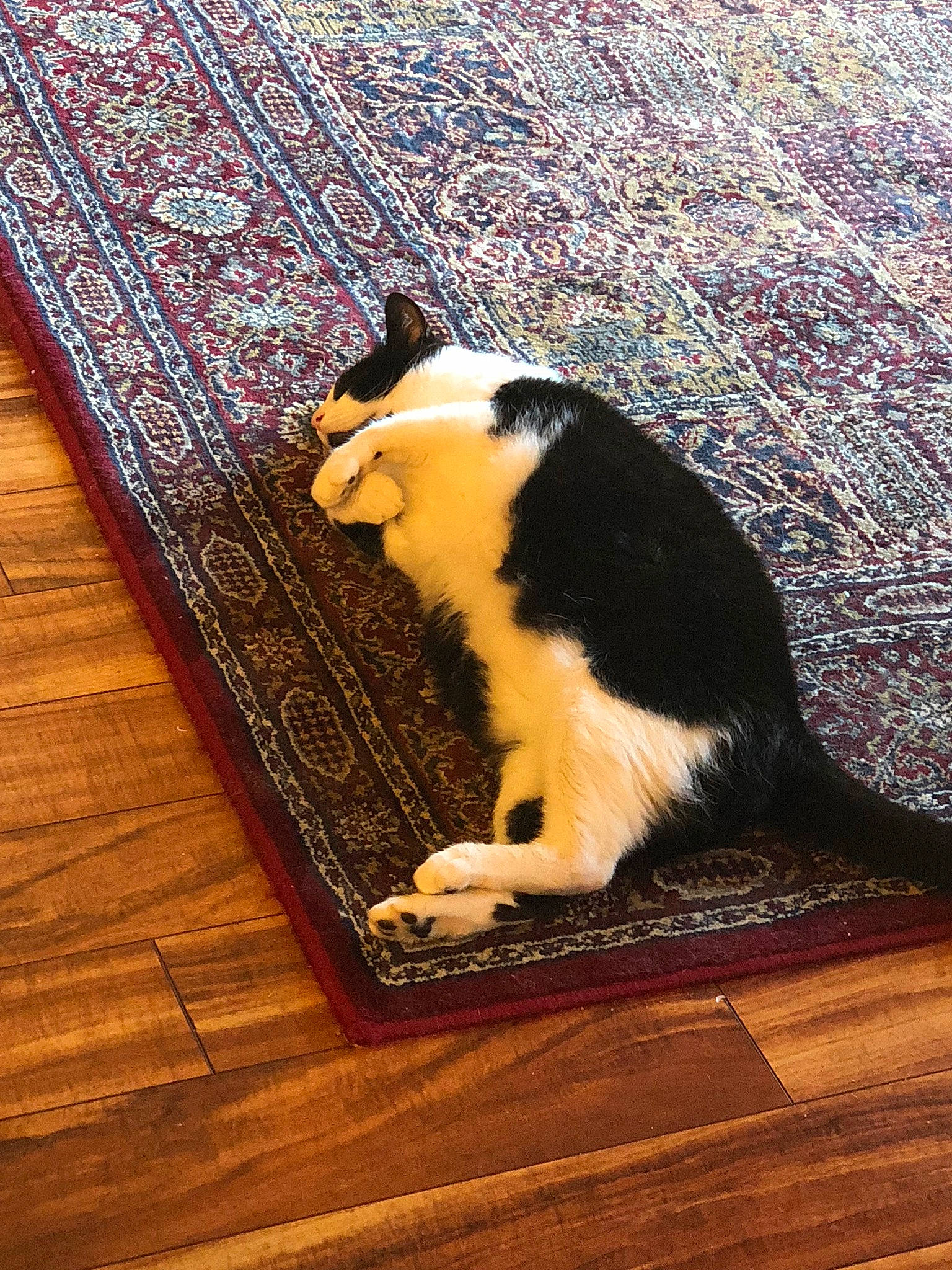 Harrison is registered to the contest to win money with this photo: brown, carnivore, cat, comfort, dog_breed, felidae, floor, flooring, hardwood, laminate_flooring, plank, small_to_medium_sized_cats, snout, sporting_group, tail, varnish, whiskers, wood, wood_flooring, wood_stain