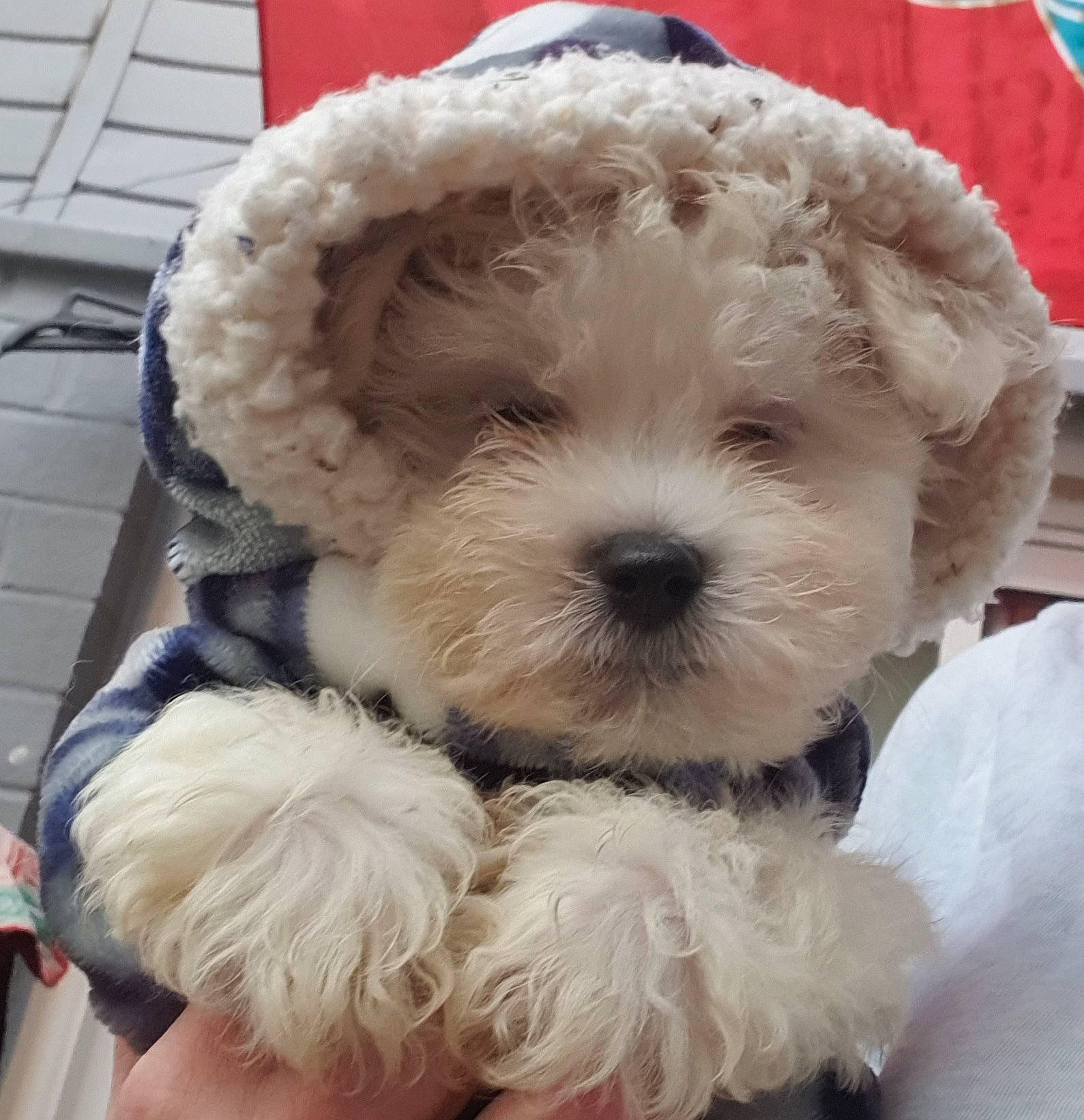 Toby is registered to the contest to win money with this photo: canidae, carnivore, collar, companion_dog, computer_keyboard, dog, dog_breed, dog_collar, flag, fur, maltepoo, puppy_love, snout, sporting_group, stuffed_toy, terrier, toy, toy_dog, water_dog, working_animal