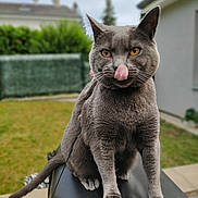 Pompon participe au concours pour gagner de l'argent avec cette photo : cat, gray_cat, animal, pet, sitting, outdoor, backyard, garden, lawn, house, suburban, portrait, closeup, licking_nose, yellow_eyes, ears, whiskers, fur, tail, collar