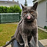 cat, gray_cat, animal, pet, sitting, outdoor, backyard, garden, lawn, house, suburban, portrait, closeup, licking_nose, yellow_eyes, ears, whiskers, fur, tail, collar