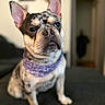 animal, bandana, blurred_background, canine, closeup, companion, couch, curious, cute, dog, domestic, ears, focus, french_bulldog, indoor, pet, portrait, purple, sitting, wall_art