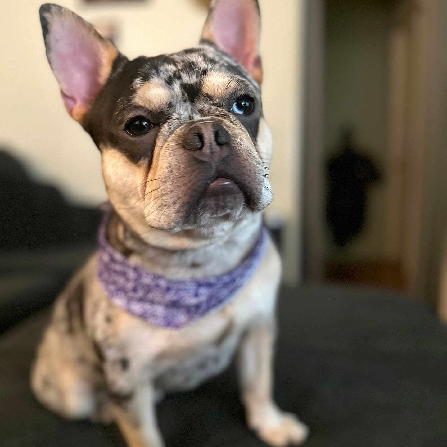 Bandit is registered to the contest to win money with this photo: animal, bandana, blurred_background, canine, closeup, companion, couch, curious, cute, dog, domestic, ears, focus, french_bulldog, indoor, pet, portrait, purple, sitting, wall_art