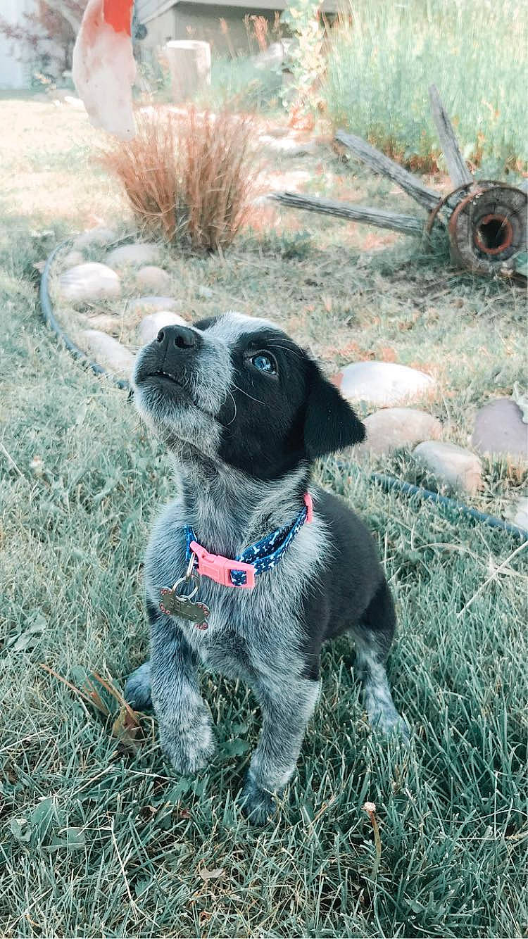 Bella joined the competition — help win amazing prizes! canidae, carnivore, dog, dog_breed, grass, hunting_dog, mammal, pointer, puppy, snout, sporting_group, vertebrate