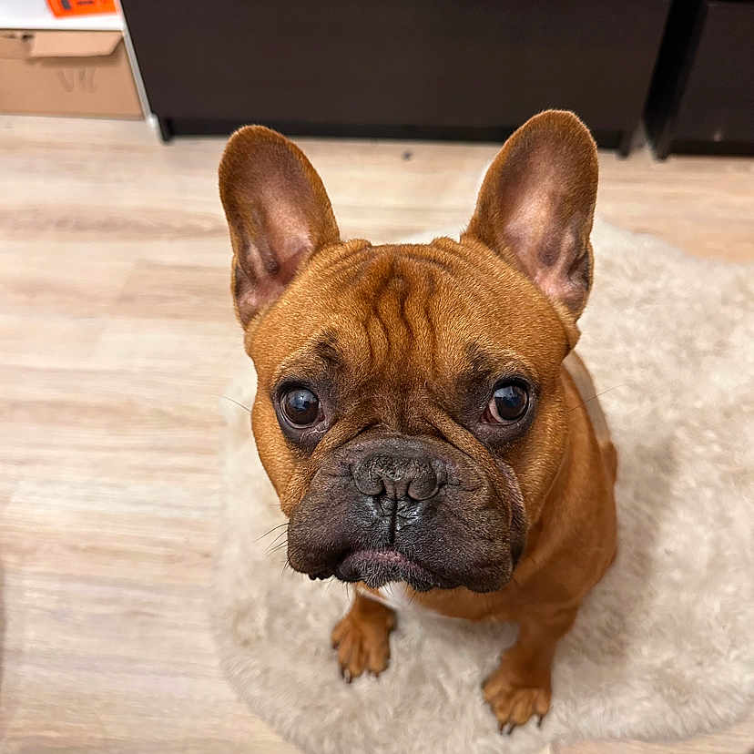 Pitch a rejoint le concours — aidez-le/la à gagner de superbes lots ! animal, brown, companion, cute, dog, domestic, ears, expression, eyes, face, floor, french_bulldog, fur, indoor, looking_up, pet, portrait, rug, small_dog, waiting