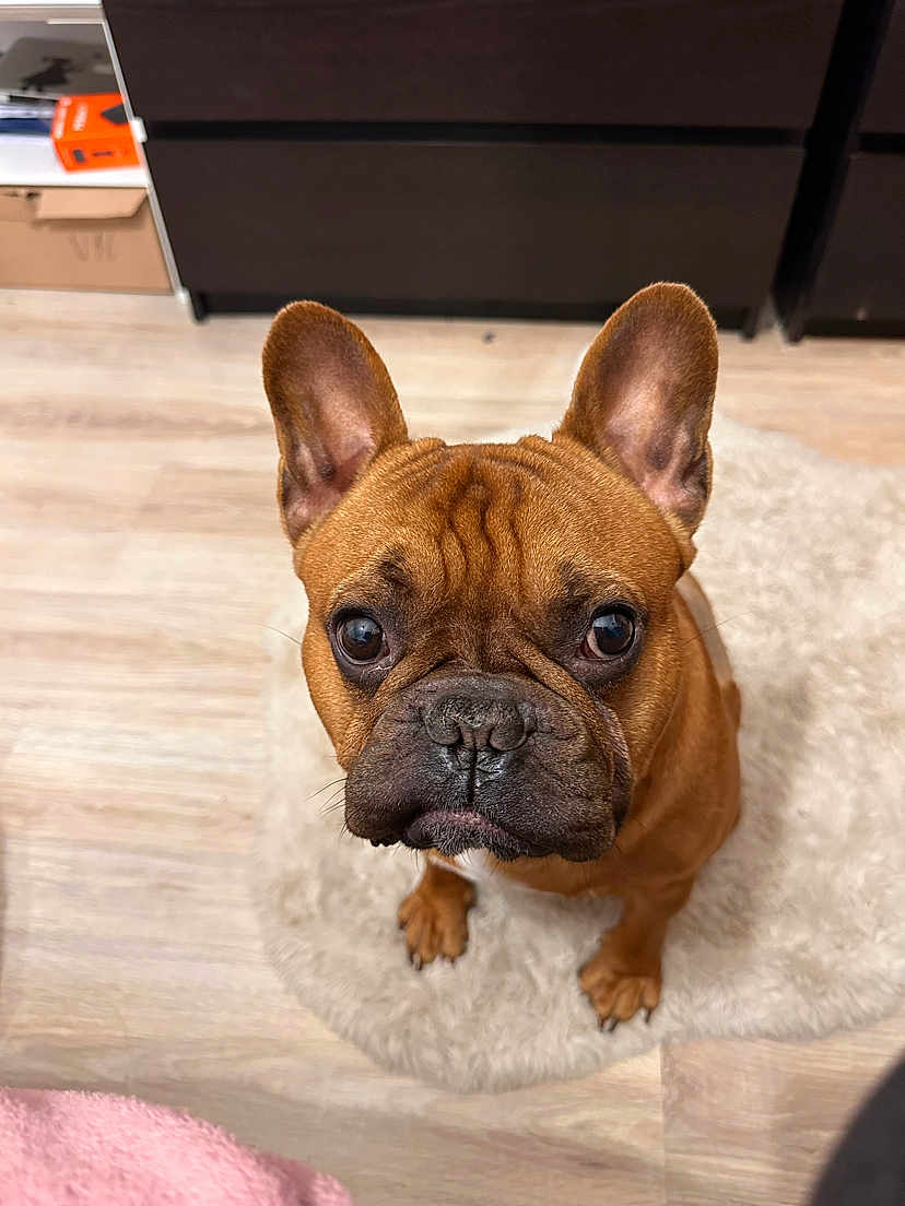 Pitch a rejoint le concours — aidez-le/la à gagner de superbes lots ! dog, french_bulldog, brown, pet, indoor, floor, rug, cute, animal, looking_up, ears, face, eyes, fur, small_dog, companion, waiting, domestic, expression, portrait