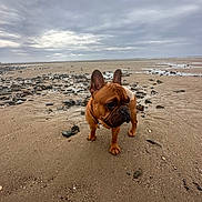 Pitch participe au concours pour gagner de l'argent avec cette photo : dog, french_bulldog, beach, sand, rocks, cloudy_sky, outdoor, pet, animal, canine, standing, brown_dog, nature, landscape, overcast, quiet, isolated, daytime, front_view, collar