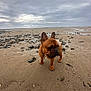 dog, french_bulldog, beach, sand, rocks, cloudy_sky, outdoor, pet, animal, canine, standing, brown_dog, nature, landscape, overcast, quiet, isolated, daytime, front_view, collar