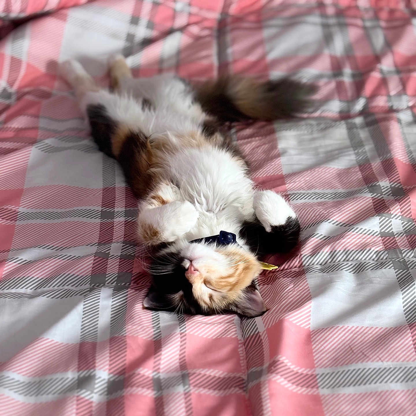 Keaty is registered to the contest to win money with this photo: animal, bed, blanket, calico, cat, collar, cozy, cute, fur, indoor, napping, paws, pet, pink, plaid_pattern, relaxed, resting, sleeping, tail, white