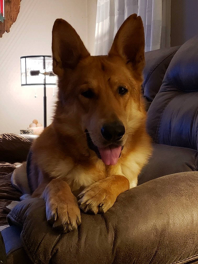 Yasko is registered to the contest to win money with this photo: canidae, canis, carnivore, comfort, companion_dog, dog, dog_breed, fawn, fur, german_shepherd_dog, guard_dog, herding_dog, houseplant, snout, sporting_group, terrestrial_animal, whiskers, working_animal, working_dog