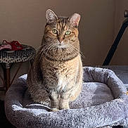 Baby Girl is registered to the contest to win money with this photo: cat, tabby, pet, indoor, cozy, cat_bed, furniture, sunlight, animal, whiskers, ears, fur, domestic_cat, sitting, relaxed, home, floor, soft, patterned, slippers