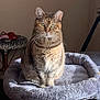 cat, tabby, pet, indoor, cozy, cat_bed, furniture, sunlight, animal, whiskers, ears, fur, domestic_cat, sitting, relaxed, home, floor, soft, patterned, slippers