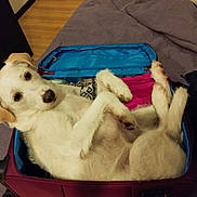 Maya joined the competition — help win amazing prizes! dog, pet, white_dog, suitcase, bed, indoor, fur, looking_up, curious, comfortable, lying_down, domestic_animal, canine, floor, blanket, open_suitcase, travel, resting, household, furniture