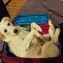 dog, pet, white_dog, suitcase, bed, indoor, fur, looking_up, curious, comfortable, lying_down, domestic_animal, canine, floor, blanket, open_suitcase, travel, resting, household, furniture