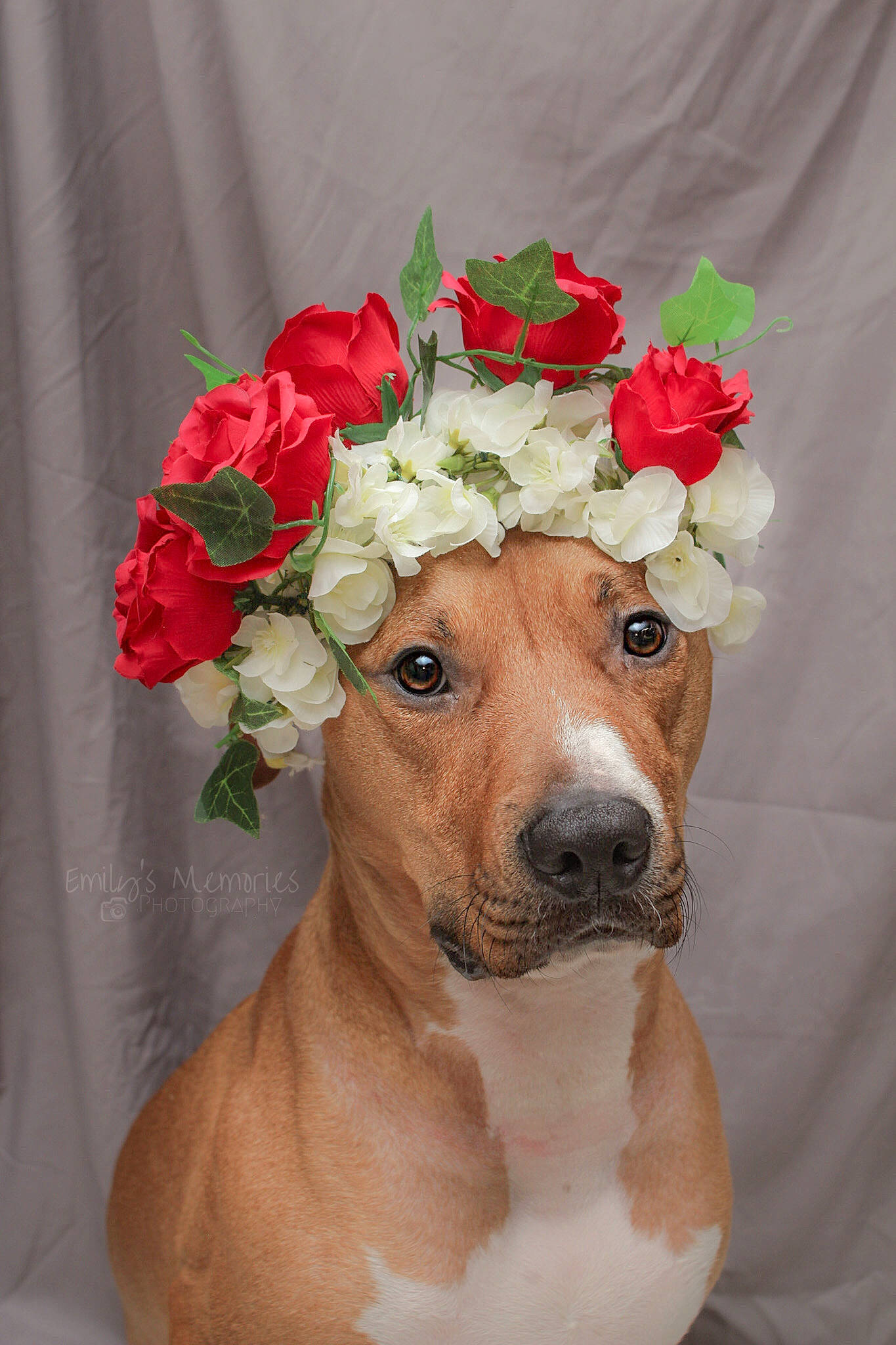 Ares is registered to the contest to win money with this photo: art, artificial_flower, bouquet, carnivore, companion_dog, cut_flowers, dog, dog_breed, dog_collar, fashion_accessory, fawn, floral_design, flower, flower_arranging, petal, plant, rose, rose_family, wedding_ceremony_supply, working_animal