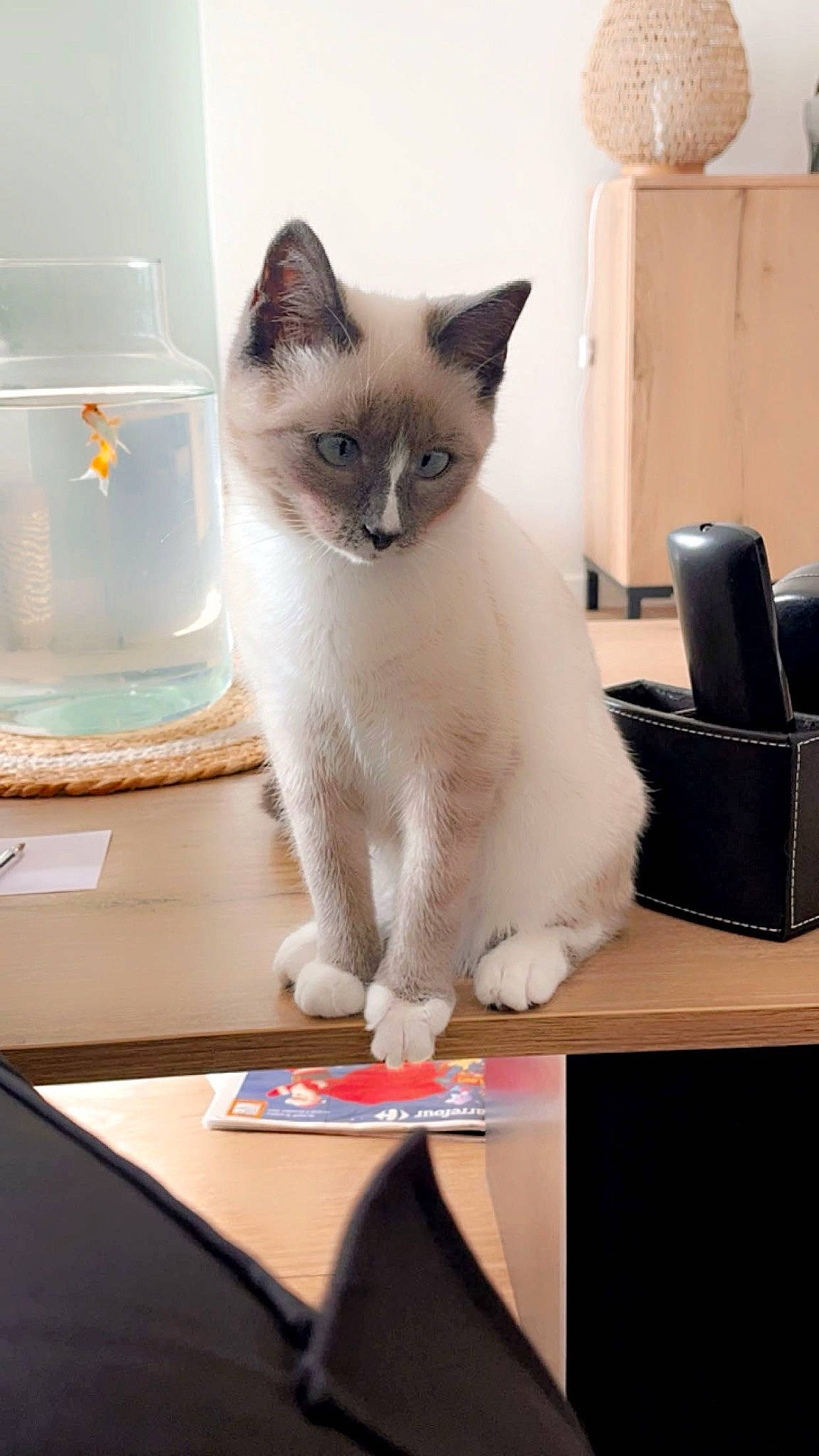 Nolie a rejoint le concours — aidez-le/la à gagner de superbes lots ! carnivore, cat, desk, fawn, felidae, fur, gas, paw, siamese, sitting, small_to_medium_sized_cats, snout, table, tail, thai, whiskers