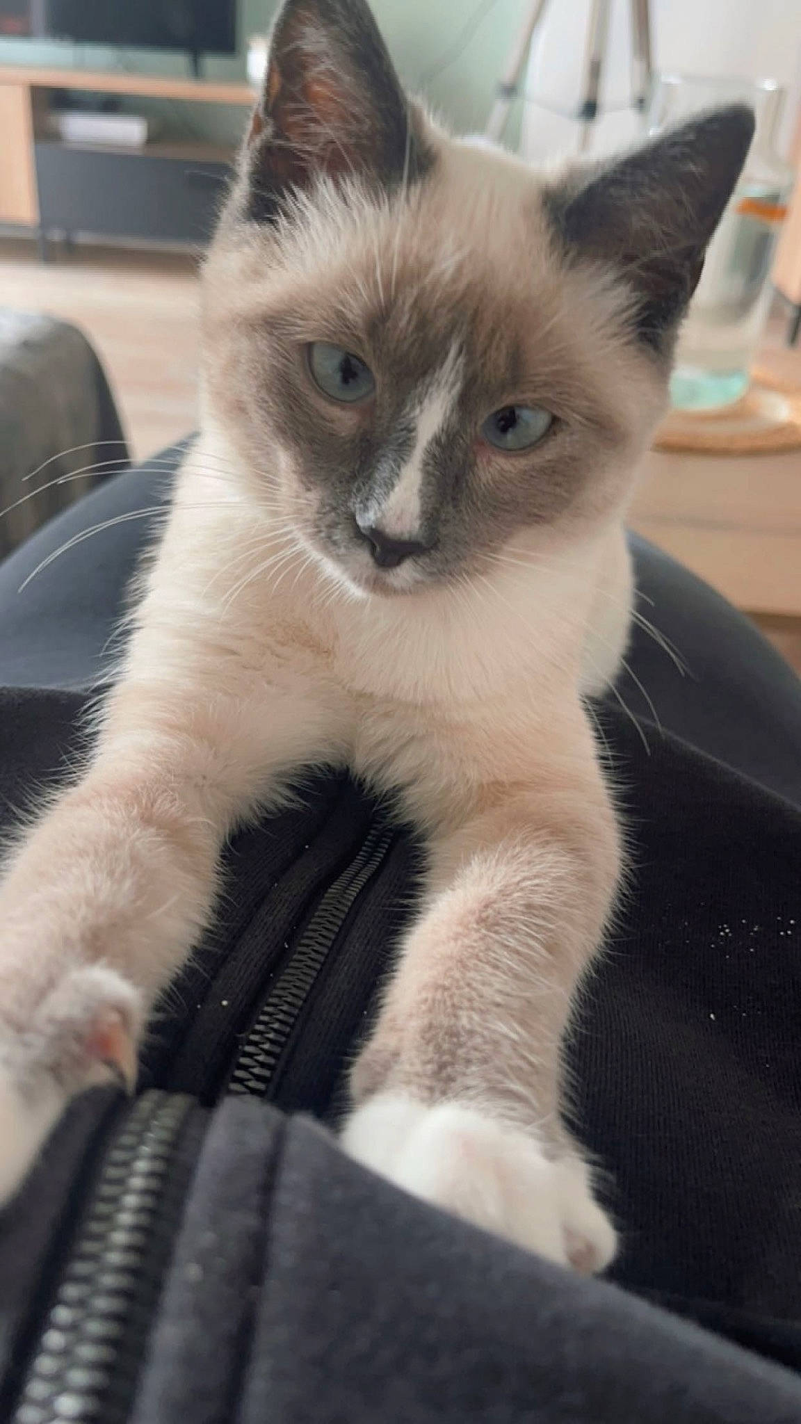 Nolie participe au concours pour gagner de l'argent avec cette photo : carnivore, cat, eye, fawn, felidae, fur, head, siamese, small_to_medium_sized_cats, snout, tail, terrestrial_animal, thai, whiskers