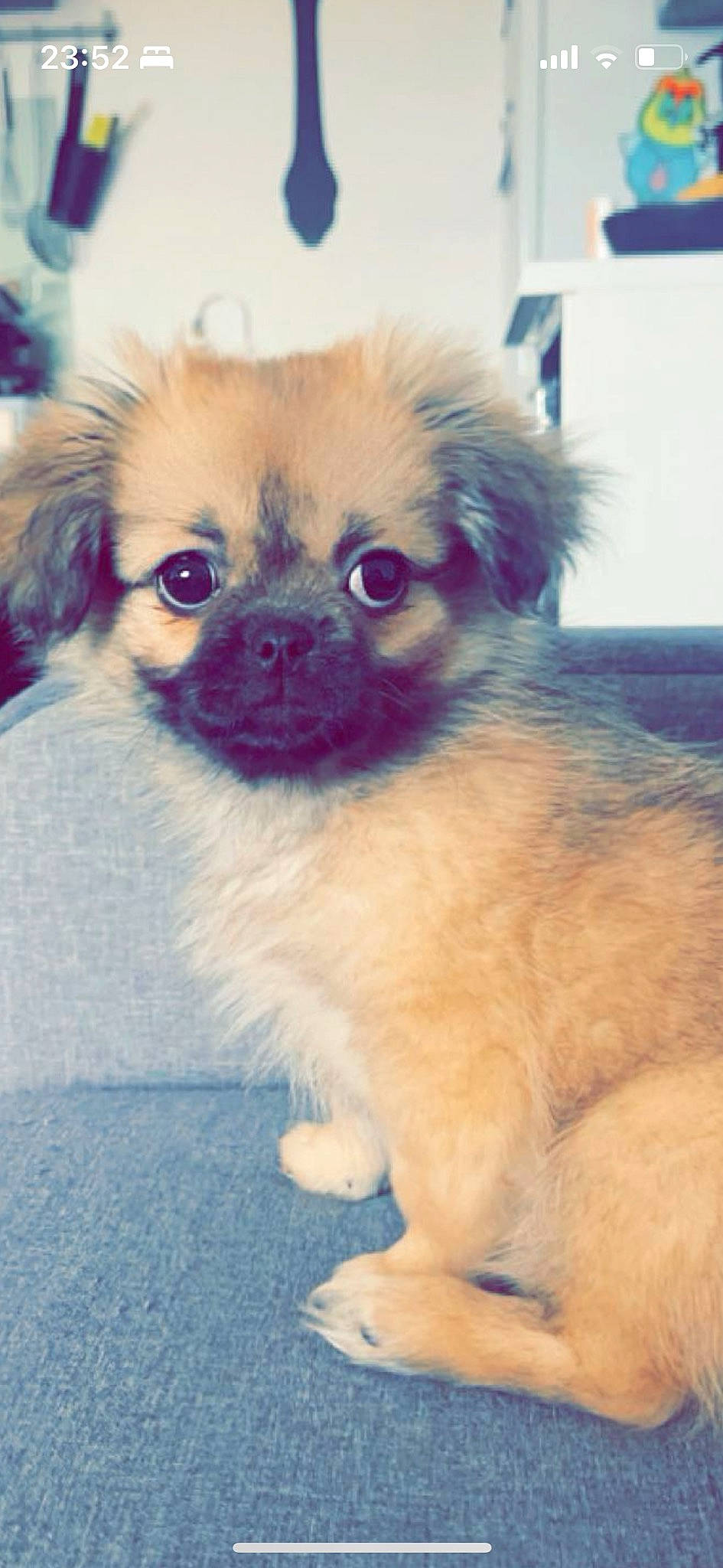 Zoya participe au concours pour gagner de l'argent avec cette photo : canidae, carnivore, companion_dog, dog, dog_breed, fawn, fur, iris, non_sporting_group, snout, sporting_group, terrestrial_animal, toy_dog, whiskers