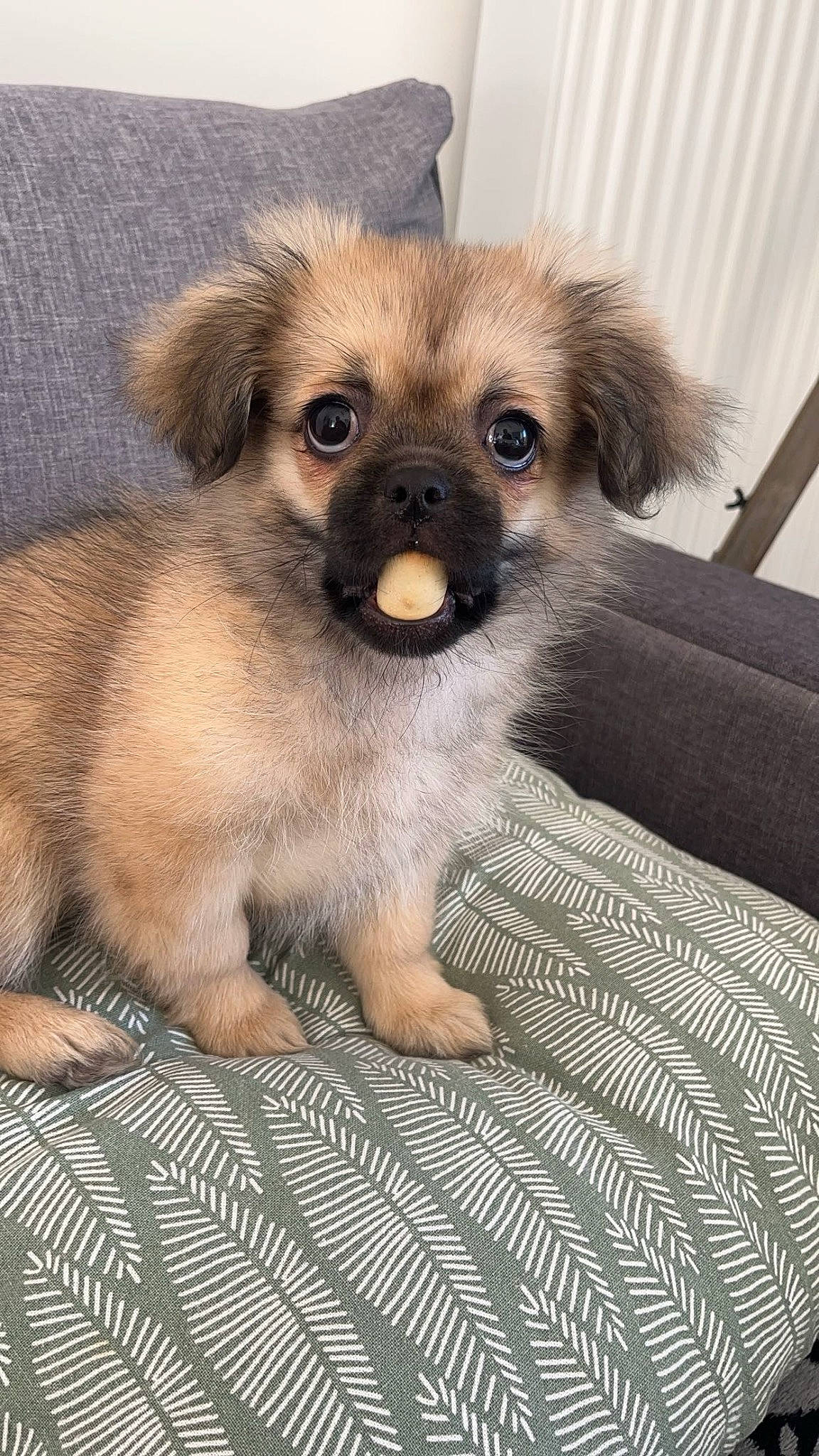 Zoya participe au concours pour gagner de l'argent avec cette photo : canidae, carnivore, companion_dog, dog, dog_breed, dog_supply, fawn, fur, liver, non_sporting_group, paw, snout, sporting_group, terrestrial_animal, toy_dog, whiskers, working_animal