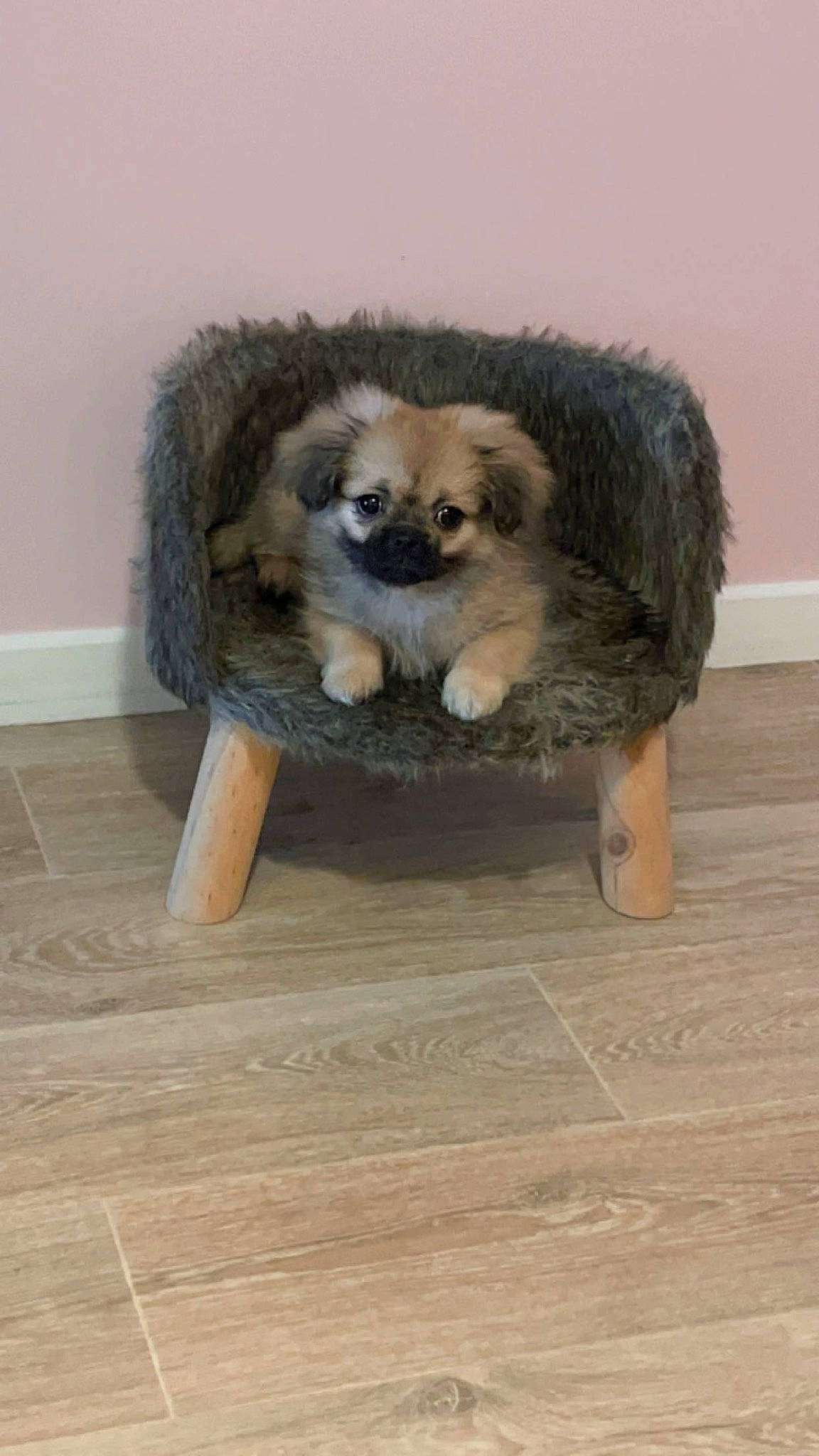 Zoya a rejoint le concours — aidez-le/la à gagner de superbes lots ! canidae, carnivore, companion_dog, dog, dog_breed, fawn, flooring, fur, german_spitz_klein, hardwood, natural_material, snout, spitz, sporting_group, tail, terrestrial_animal, toy_dog, wood, wood_flooring, working_animal