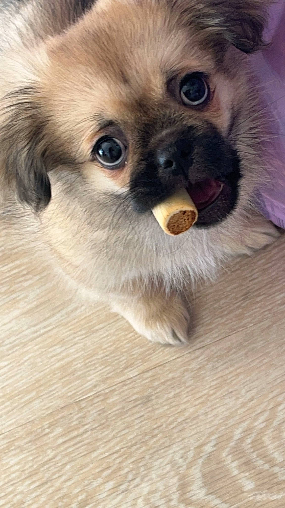 Zoya a rejoint le concours — aidez-le/la à gagner de superbes lots ! canidae, carnivore, companion_dog, dog, dog_breed, dog_supply, eye, fawn, fur, german_spitz, german_spitz_klein, iris, liver, snout, spitz, sporting_group, terrestrial_animal, toy_dog, whiskers, working_animal