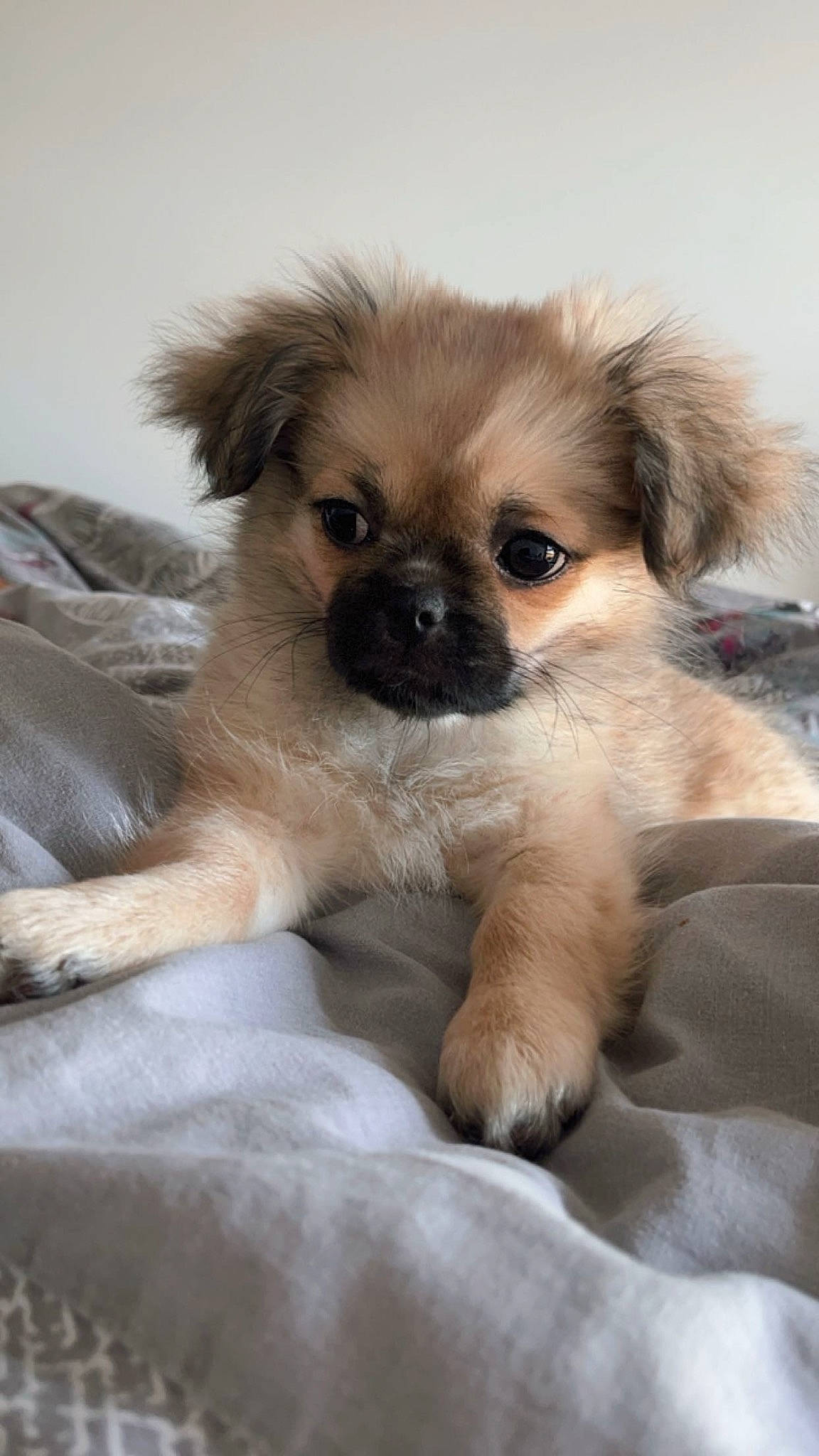 Zoya participe au concours pour gagner de l'argent avec cette photo : canidae, carnivore, companion_dog, dog, dog_breed, dog_supply, ear, fawn, fur, liver, non_sporting_group, pekingese, puppy, snout, sporting_group, terrestrial_animal, tibetan_spaniel, toy_dog, whiskers, working_animal