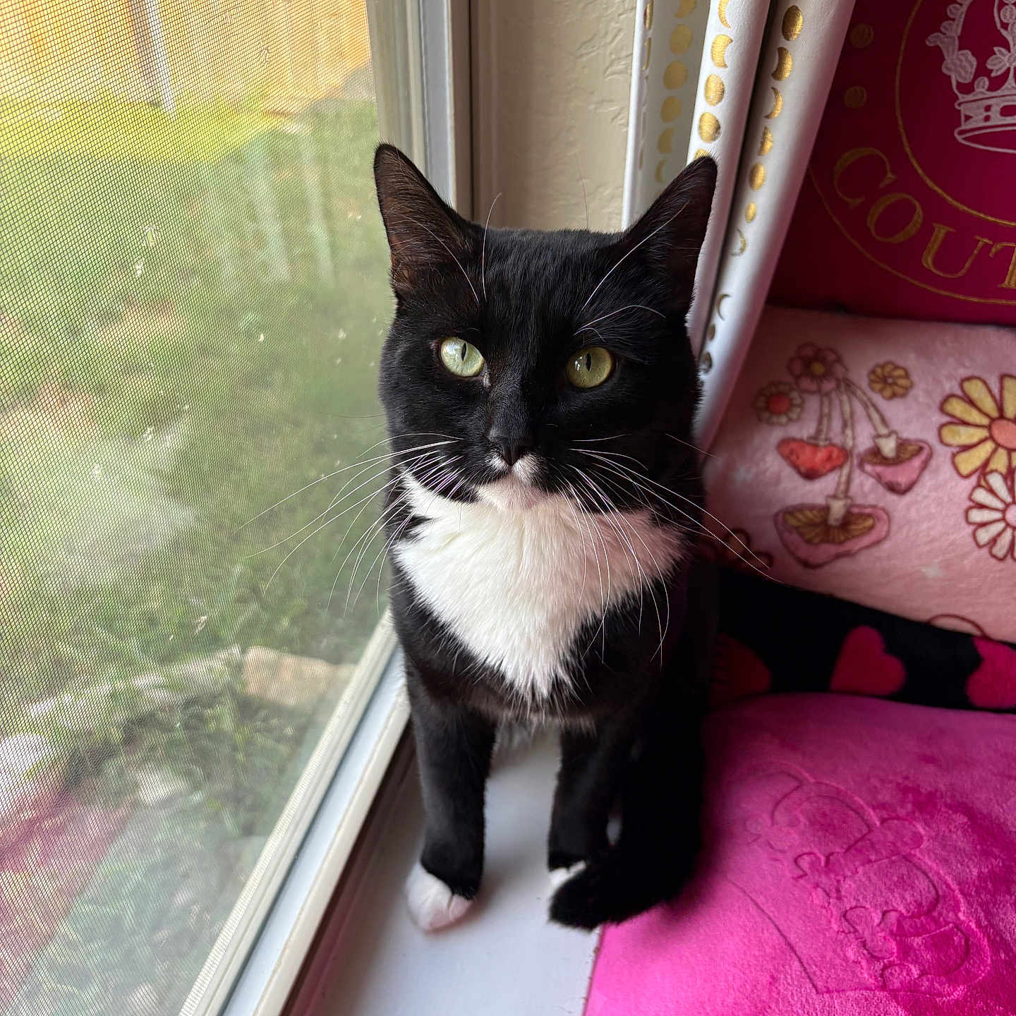 Asad is registered to the contest to win money with this photo: black_and_white, cat, close_up, cozy, curtain, domestic_cat, feline, green_eyes, houseplant, indoor, natural_light, pet, pink_cushion, portrait, relaxed, sitting, tuxedo_cat, whiskers, window_screen, windowsill