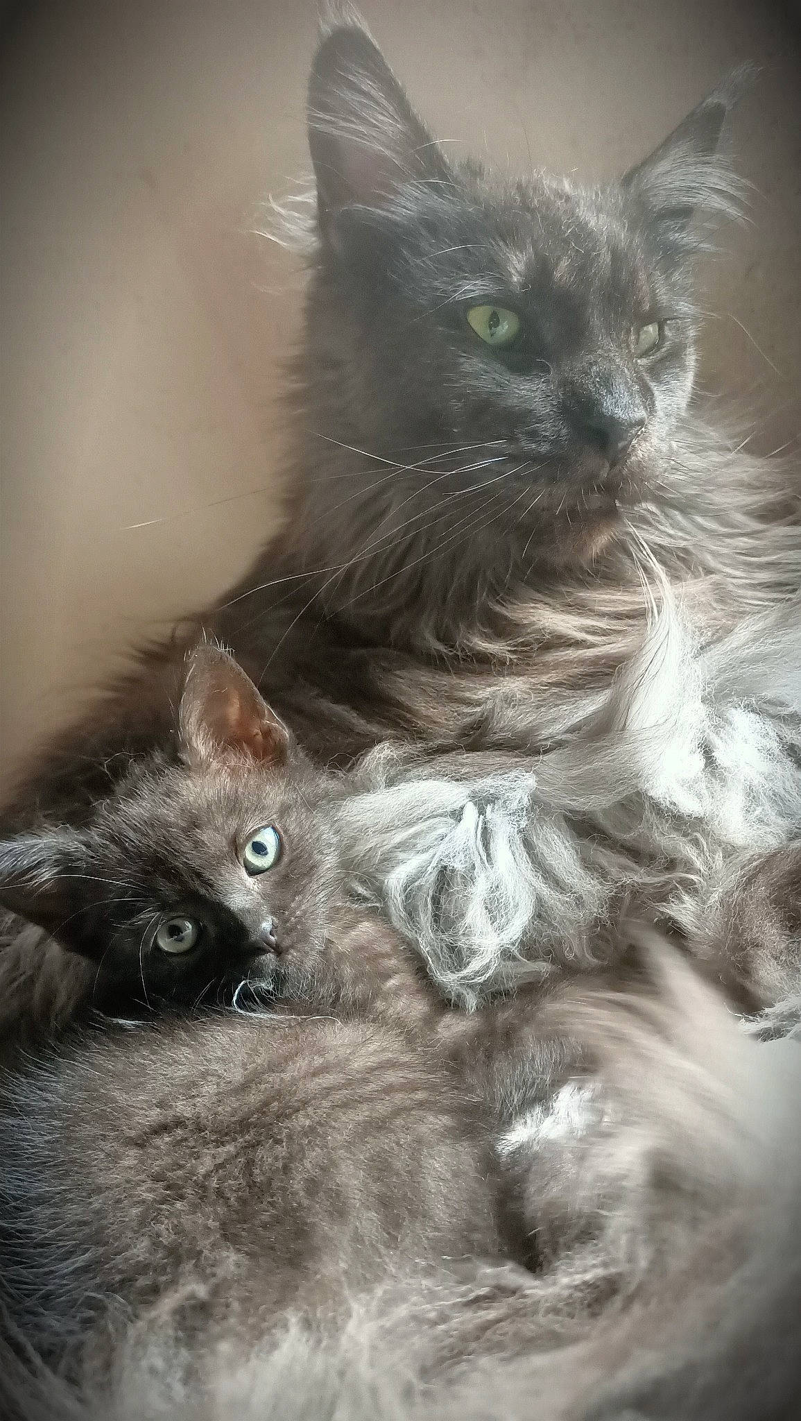 Horus a rejoint le concours — aidez-le/la à gagner de superbes lots ! black_cat, british_longhair, carnivore, cat, claw, domestic_short_haired_cat, ear, fawn, felidae, fur, grey, iris, monochrome, monochrome_photography, paw, small_to_medium_sized_cats, snout, tail, whiskers