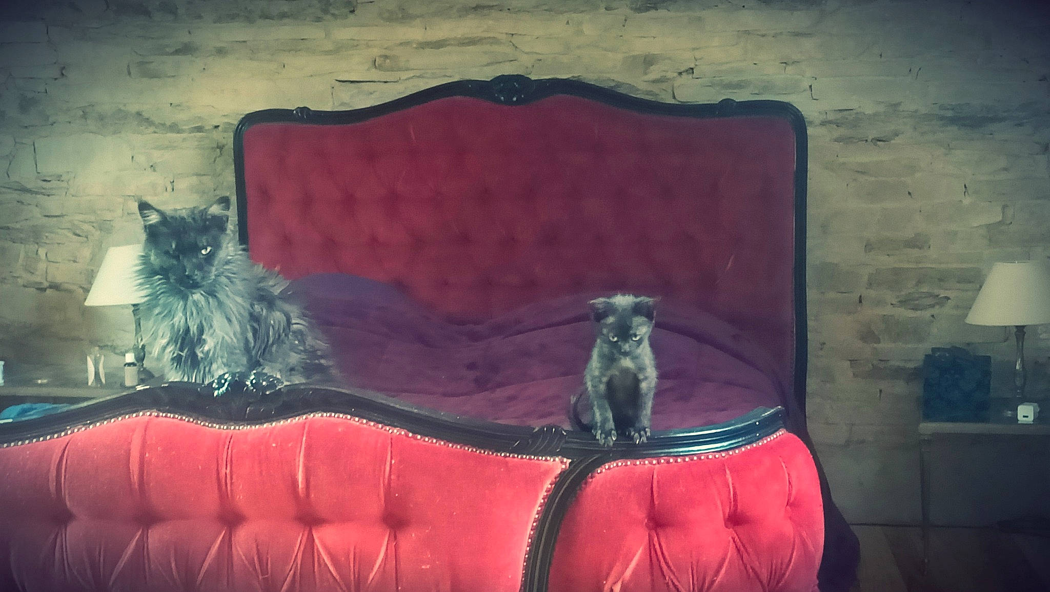 Horus participe au concours pour gagner de l'argent avec cette photo : art, black, brown, carnivore, cat, darkness, electric_blue, felidae, grey, magenta, painting, purple, red, room, small_to_medium_sized_cats, studio_couch, tail, textile, tints_and_shades, visual_arts