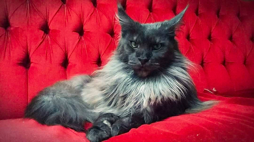 Horus a rejoint le concours — aidez-le/la à gagner de superbes lots ! black_cat, carnivore, cat, cat_supply, claw, comfort, coquelicot, felidae, foot, fur, grey, paw, plant, sitting, small_to_medium_sized_cats, snout, tail, whiskers, window