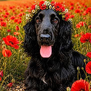 Ugo participe au concours pour gagner de l'argent avec cette photo : dog, black_dog, flower_crown, poppy_field, red_flowers, tongue_out, outdoor, nature, grass, sunset, pet, animal, cute, portrait, happy, summer, greenery, closeup, sitting, fur