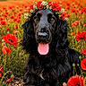 dog, black_dog, flower_crown, poppy_field, red_flowers, tongue_out, outdoor, nature, grass, sunset, pet, animal, cute, portrait, happy, summer, greenery, closeup, sitting, fur