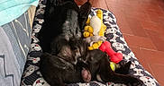 Ugo a rejoint le concours — aidez-le/la à gagner de superbes lots ! dog, black_dog, lying_down, dog_bed, toys, indoor, floor, relaxed, pet, cozy, pattern, stuffed_toy, red_toy, yellow_toy, fur, animal, home, playful, paws, resting