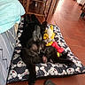 dog, black_dog, lying_down, dog_bed, toys, indoor, floor, relaxed, pet, cozy, pattern, stuffed_toy, red_toy, yellow_toy, fur, animal, home, playful, paws, resting