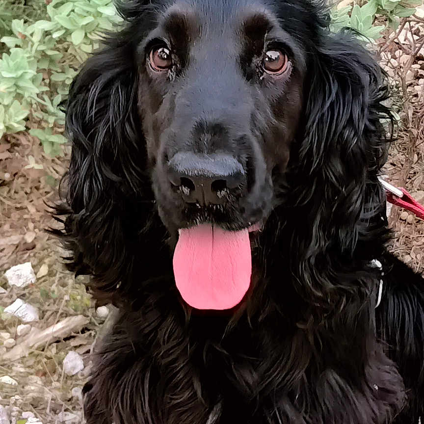 Ugo