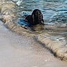 Ugo participe au concours pour gagner de l'argent avec cette photo : dog, black_dog, water, beach, sand, waves, sea, shore, swimming, animal, outdoor, nature, pet, canine, summer, coast, relaxation, recreation, vacation, daytime